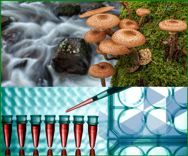 Biotech in Your Backyard:  Experiments from Backyard to Classroom