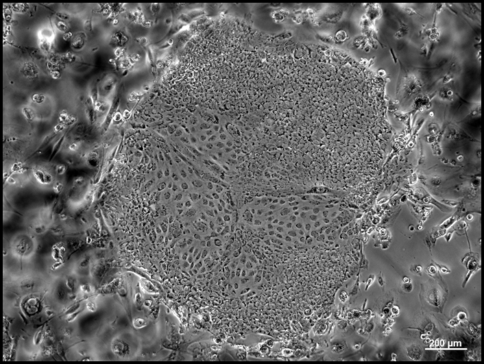 miniBIOMAN 2016-RESOURCES PAGE